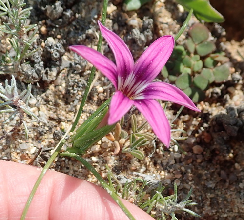 Image of Romulea kamisensis by no rights reserved