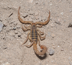 Centruroides elegans