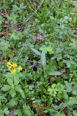 Saussurea parviflora