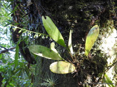 Stelis nagelii