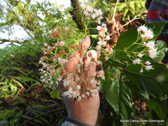 Ageratina ligustrina