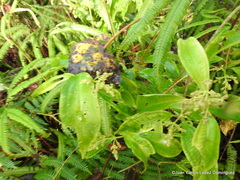 Ageratina ligustrina