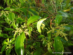 Ageratina ligustrina