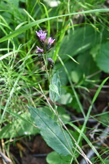 Saussurea parviflora