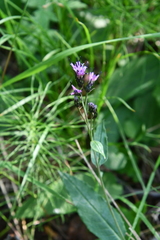 Saussurea parviflora