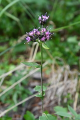 Saussurea parviflora