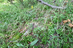 Saussurea parviflora