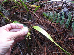 Prosthechea rhynchophora