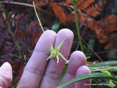 Prosthechea rhynchophora