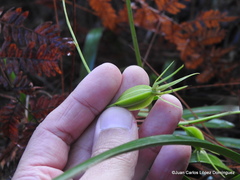 Prosthechea rhynchophora