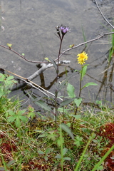 Saussurea parviflora