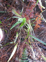 Prosthechea rhynchophora