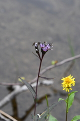 Saussurea parviflora