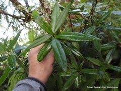 Comarostaphylis