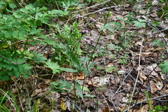 Saussurea parviflora