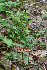 Saussurea parviflora