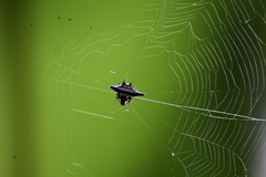 Gasteracantha geminata