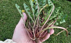 Taraxacum britannicum