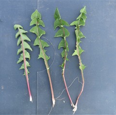 Taraxacum britannicum