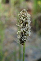 Carex densa