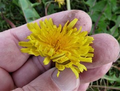 Taraxacum britannicum