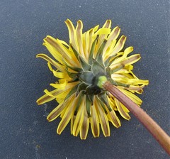 Taraxacum britannicum