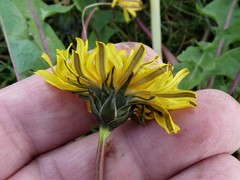 Taraxacum britannicum