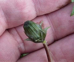 Taraxacum britannicum