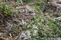 Saussurea parviflora