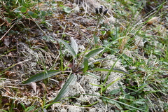 Saussurea parviflora