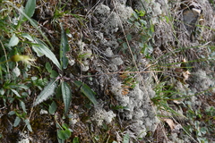 Saussurea parviflora