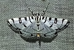 Conchylodes arcifera