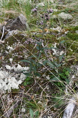 Saussurea parviflora
