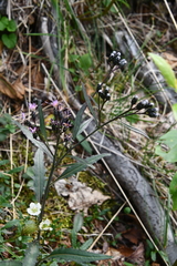 Saussurea parviflora