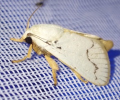 Parasa pallida