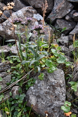 Saussurea parviflora
