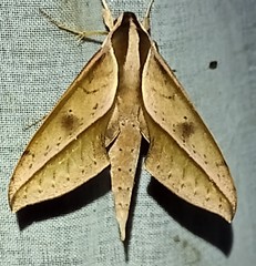 Xylophanes acrus