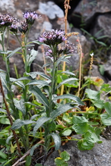 Saussurea parviflora