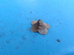 Pagodiella