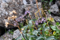 Saussurea parviflora