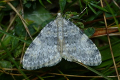 Entephria nobiliaria