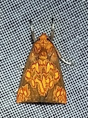 Melese flavimaculata