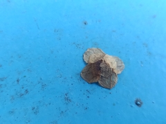 Pagodiella
