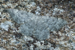 Gnophini