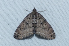 Thera cognata