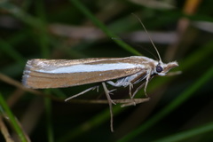 Catoptria bolivari