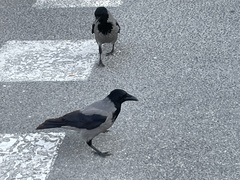 Corvus cornix