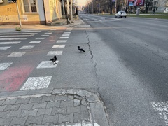 Corvus cornix