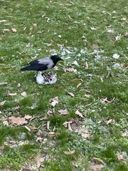 Corvus cornix