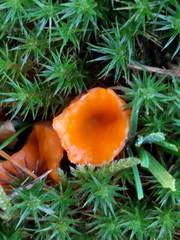 Neottiella
